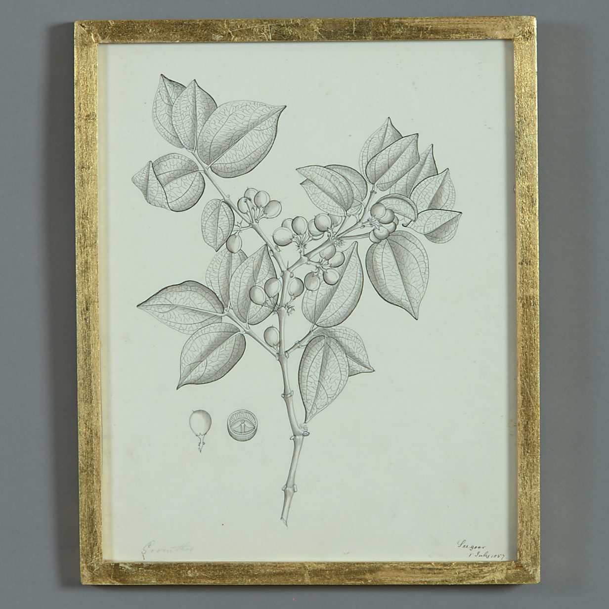 A rare mid-19th century pen & ink botanical study