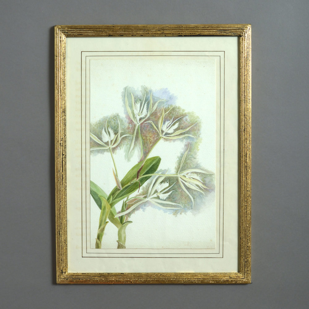 A Late 19th Century Botanical Watercolour | Timothy Langston Fine Art ...