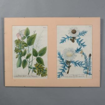 A set of 18th century engravings of exotic plants