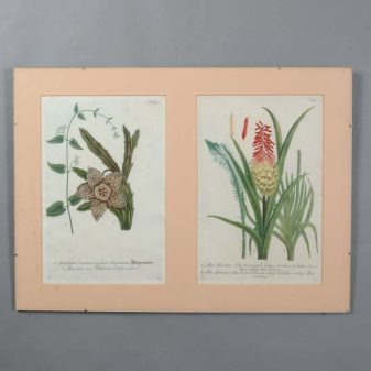 A set of 18th century engravings of exotic plants