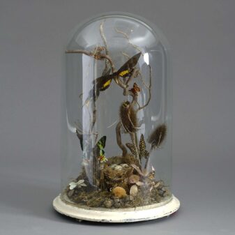 Butterfly taxidermy