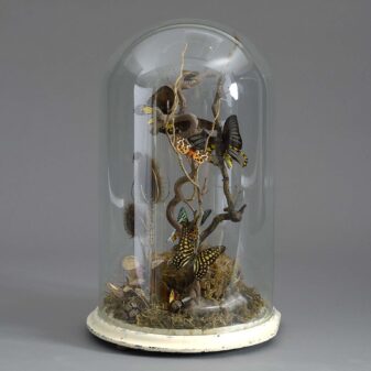 Butterfly Taxidermy