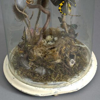 Butterfly taxidermy