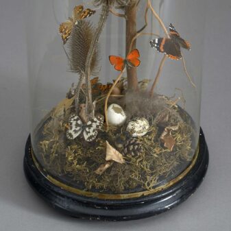 A taxidermy butterfly diorama